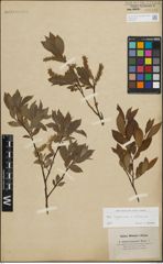 Foto von Salix lapponum L. x Salix silesiaca Willd.